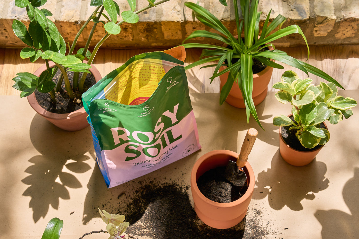 adding-rosy-soil-to-pots