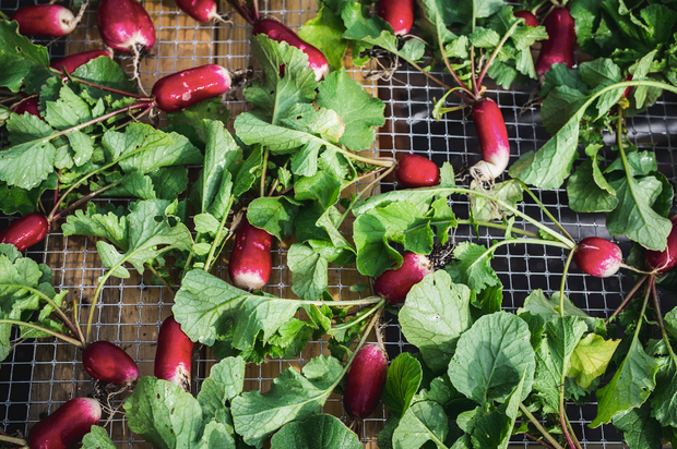 French Breakfast Radish