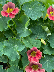 Ladybird Rose Nasturtium