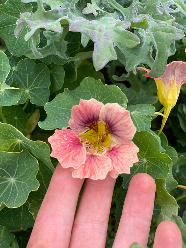 Ladybird Rose Nasturtium