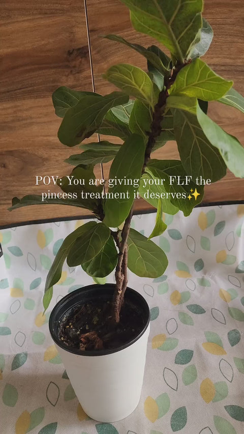 Houseplant Soil