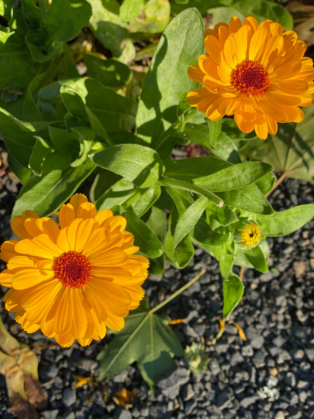 Resina Calendula