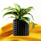 Ring of Pearls Planter