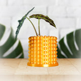 Ring of Pearls Planter