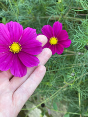 Rubenza Cosmos