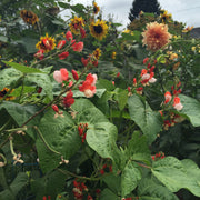 Scarlett Runner Beans