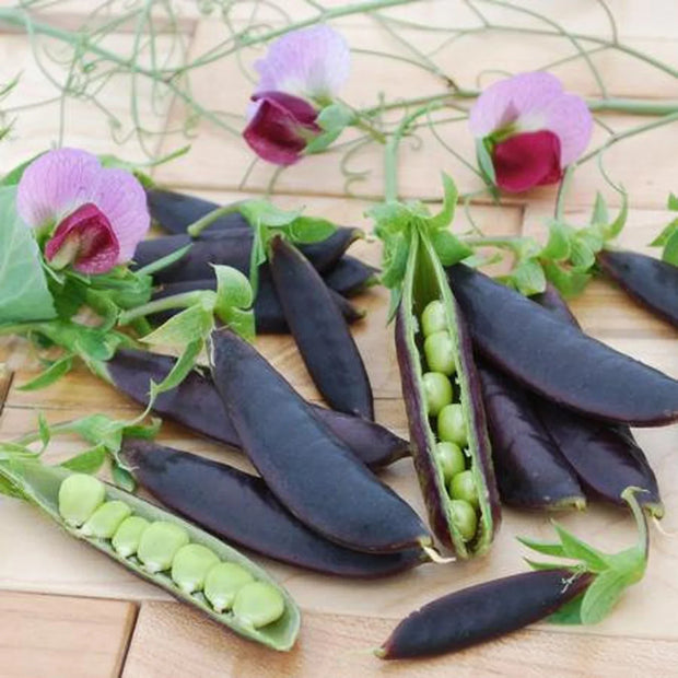 Sugar Magnolia Snap Peas